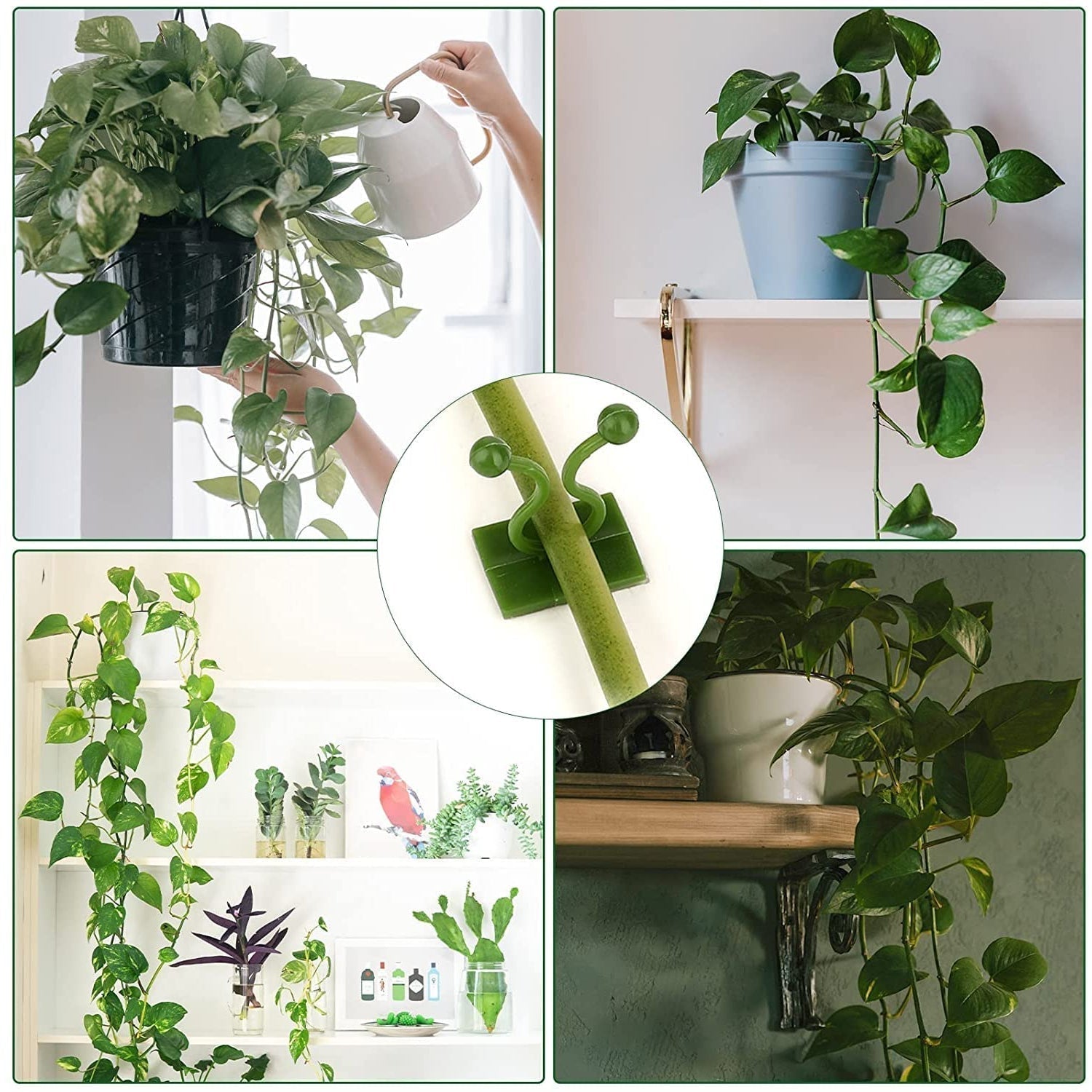 Plant Climbing Wall Clips Self-Adhesive Money Plant Support Clips Vine Plant Climbing Fixing Clip (10 Pcs Set)