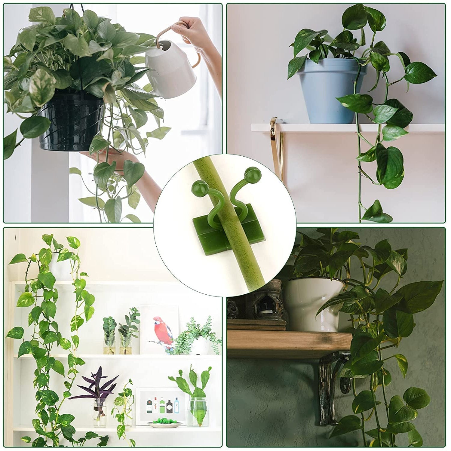 30pcs wall Plant Climbing Clip widely used for holding plants and poultry purposes and all (Box/30 Pcs Set)